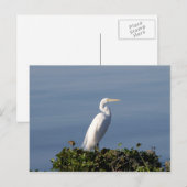 White Heron über Lilypads Postkarte (Vorne/Hinten)