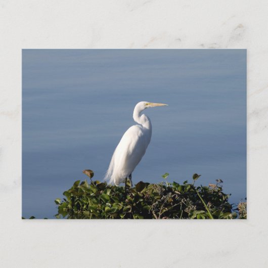White Heron über Lilypads Postkarte (Vorderseite)