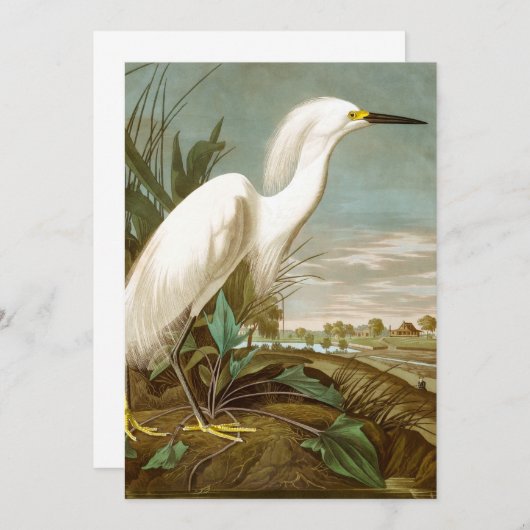 White Heron von John James Audubon Dankeskarte (Vorne/Hinten)