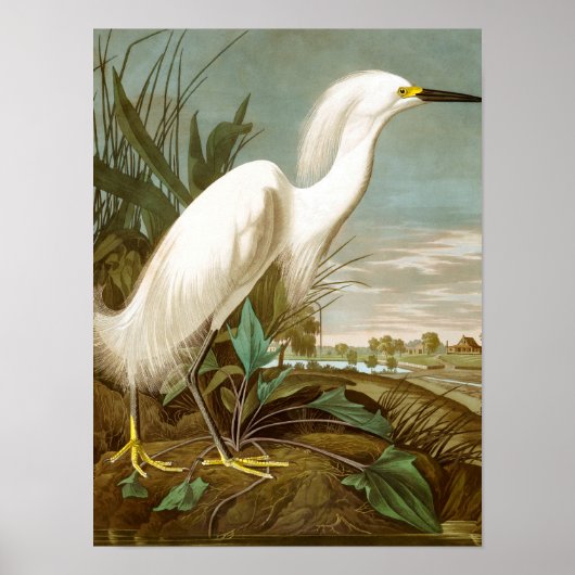 White Heron von John James Audubon Poster (Vorne)