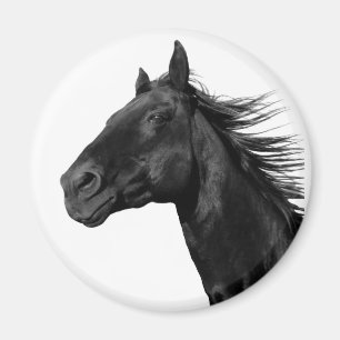 White Horse Lover Western Equestrian Farm Pony Mag Magnet