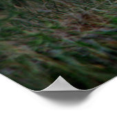 White Horse Poster (Ecke)