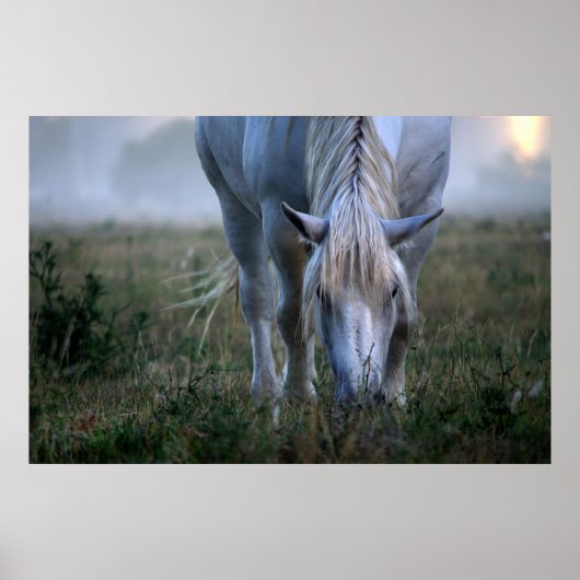 White Horse Poster (Vorne)