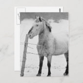White Horse Winter Postkarte (Vorne/Hinten)