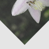 White Hosta Blume Seidenpapier (Ausschnitt)