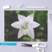 White Hosta Blume Seidenpapier (Handwerk)