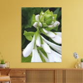 White Hosta Canvas Print Leinwanddruck (Insitu (Wohnzimmer))