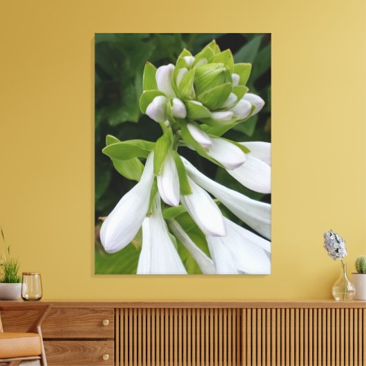 White Hosta Canvas Print Leinwanddruck (Insitu (Wohnzimmer))