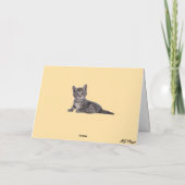 White House Giant Tabby Karte (Rückseite)