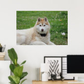 White Husky Dog Schöne Fotografie Poster (Heimbüro)