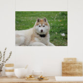 White Husky Dog Schöne Fotografie Poster (Küche)