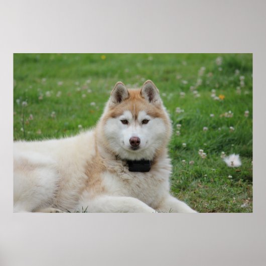 White Husky Dog Schöne Fotografie Poster (Vorne)