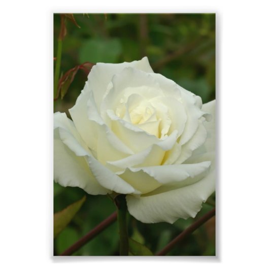 White Hybrid Tea 'Mrs. Herbert Stevens' Rose Fotodruck (Vorne)