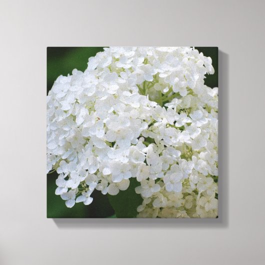 White Hydrangea Canvas Print Leinwanddruck (Vorderseite)