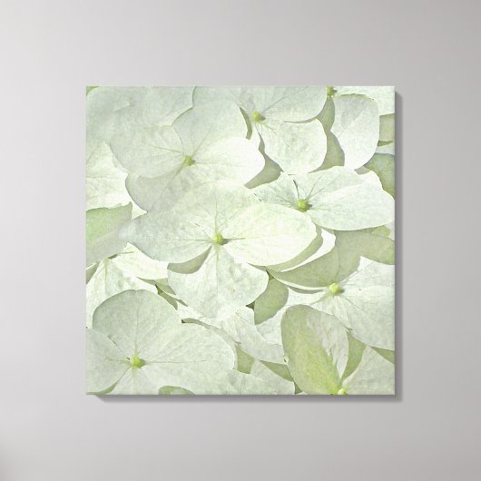 White Hydrangea Canvas Print Leinwanddruck (Vorderseite)