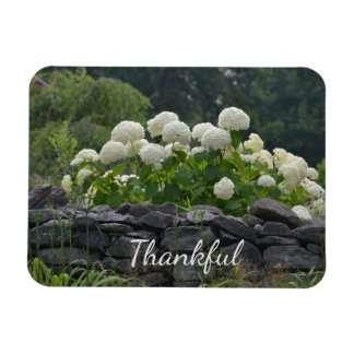 White Hydrangea Dankbarkeit Magnet