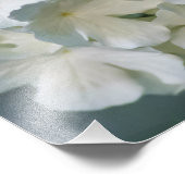 White Hydrangea Foto Print 12x12 (Ecke)
