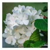White Hydrangea Foto Print 12x12 (Vorne)