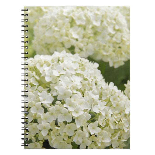 White Hydrangea Notizblock (Vorderseite)