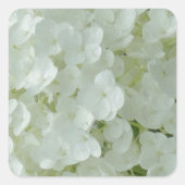 White Hydrangea Petals Quadratischer Aufkleber (Vorderseite)