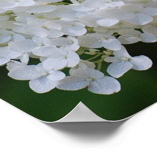 White Hydrangea Poster (Ecke)