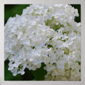 White Hydrangea Poster (Vorne)