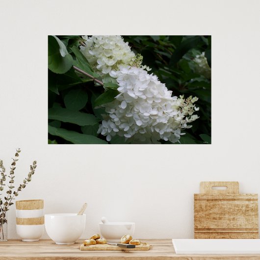 White Hydrangea Poster (Küche)