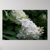 White Hydrangea Poster (Vorne)