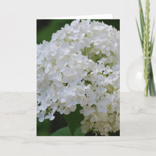 White Hydrangeas Grußkarte Karte