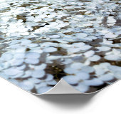 White Hydrangeas in Polen Poster (Ecke)