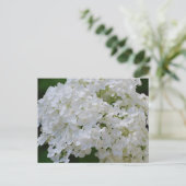 White Hydrangeas Postcard Postkarte (Stehend Vorderseite)