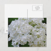 White Hydrangeas Postcard Postkarte (Vorne/Hinten)