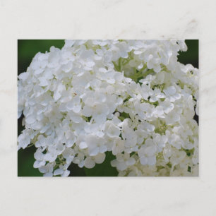 White Hydrangeas Postcard Postkarte