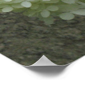 White Hydrangeas Poster Print (Ecke)