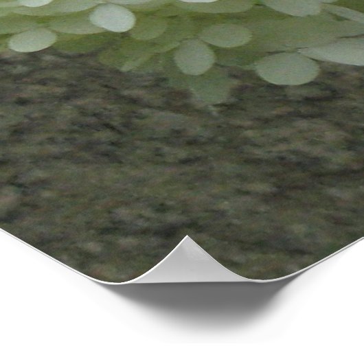 White Hydrangeas Poster Print (Ecke)