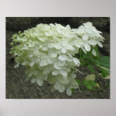 White Hydrangeas Poster Print (Vorne)