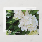 White Hydrangeas Postkarte (Vorne/Hinten)