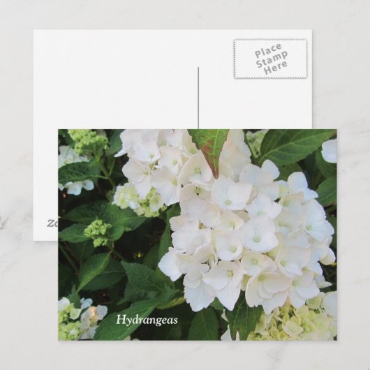 White Hydrangeas Postkarte (Vorne/Hinten)