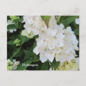 White Hydrangeas Postkarte (Vorderseite)