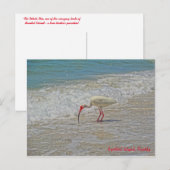 White Ibis Bird am Strand Sanibel Island Florida Postkarte (Vorne/Hinten)