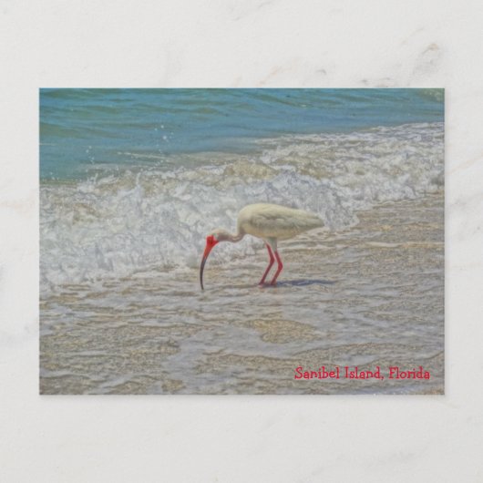 White Ibis Bird am Strand Sanibel Island Florida Postkarte (Vorderseite)