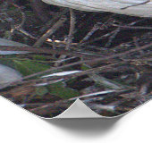 White Ibis Bird Foto Poster (Ecke)