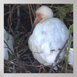 White Ibis Bird Foto Poster