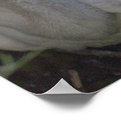 White Ibis Bird Foto Poster (Ecke)