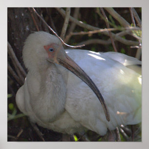 White Ibis Bird Foto Poster