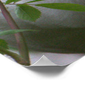 White Ibis Bird Foto Poster (Ecke)