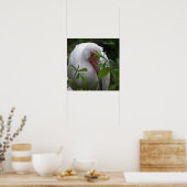 White Ibis Bird Foto Poster (Küche)