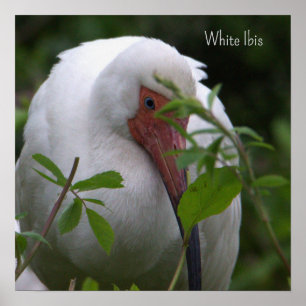 White Ibis Bird Foto Poster