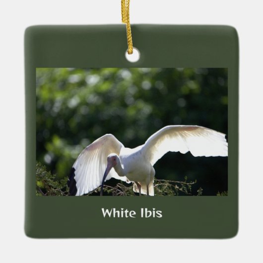 White Ibis Bird Ornament (Vorderseite)