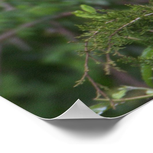 White Ibis Bird Poster (Ecke)